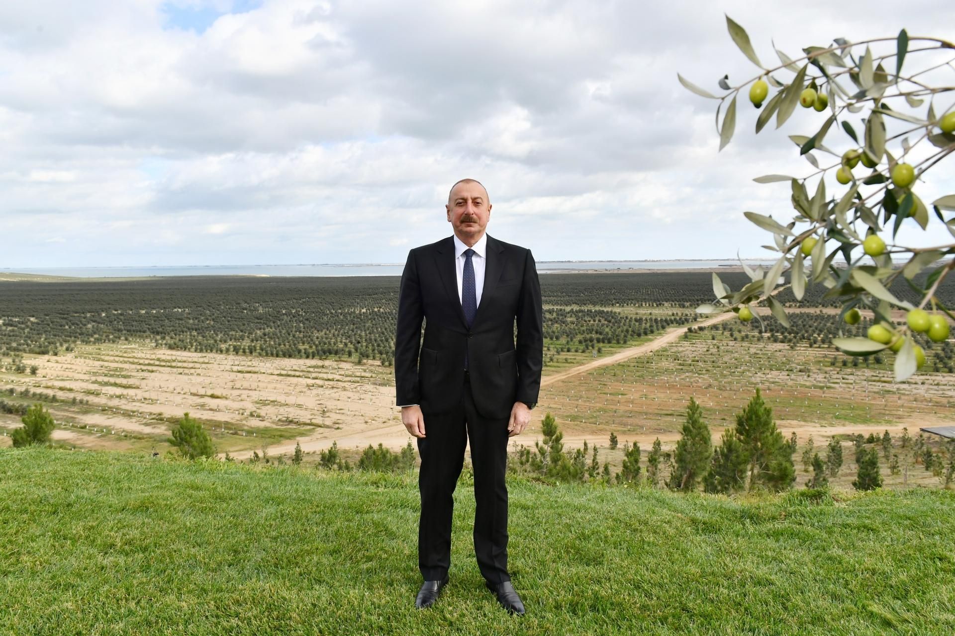 Prezident zeytun zavodunun açılışında - YENİLƏNİB - FOTO