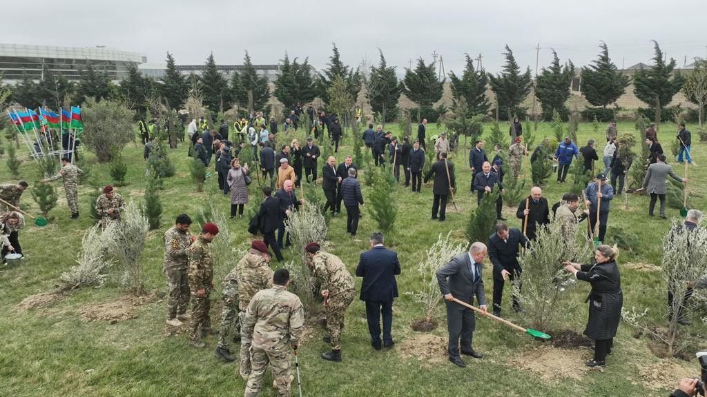 Abşeronda ağacəkmə aksiyası keçirildi - FOTO 