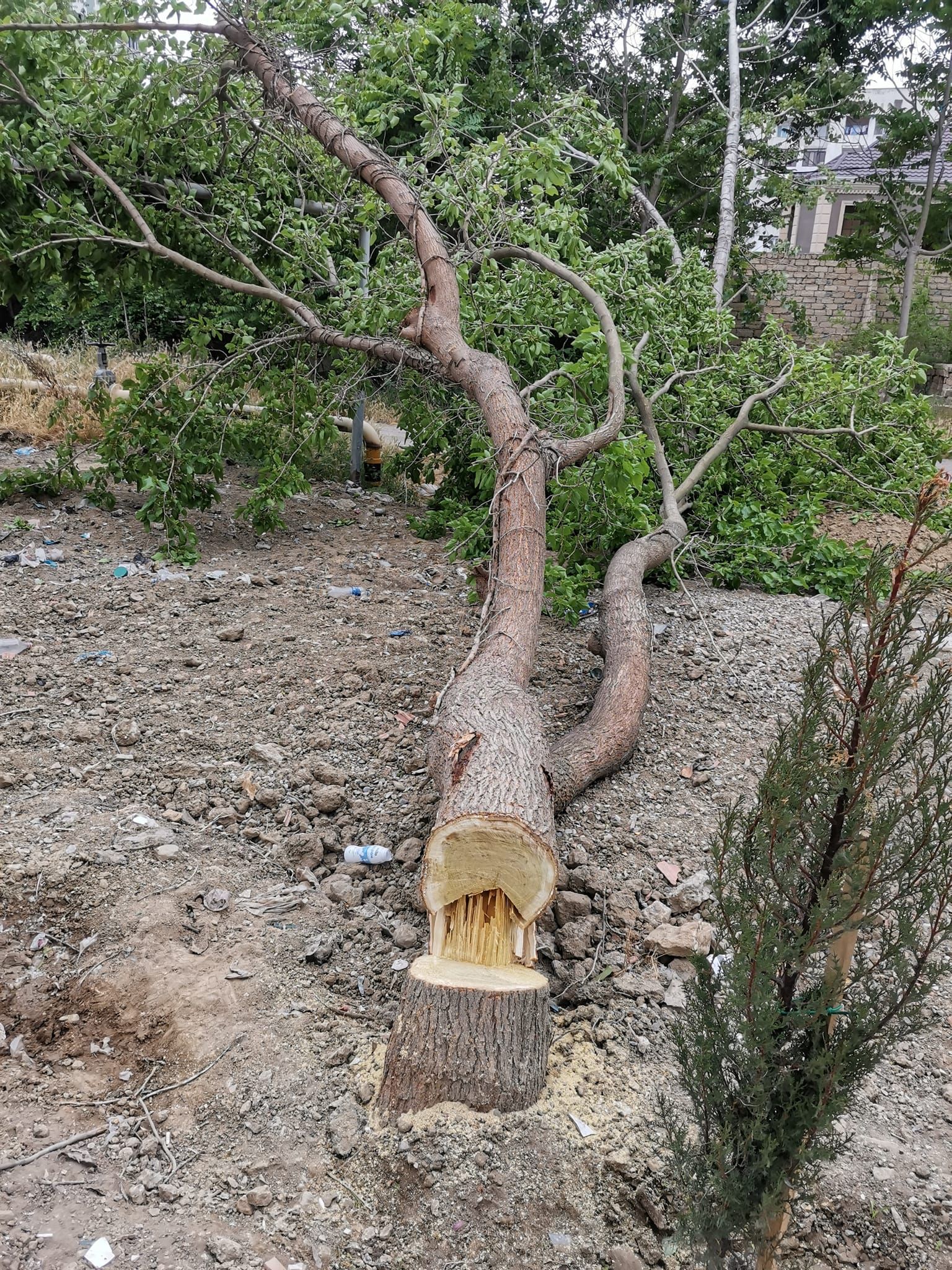 20 illik ağacların kəsilməsi ilə bağlı araşdırmalara başlanıldı -  FOTO