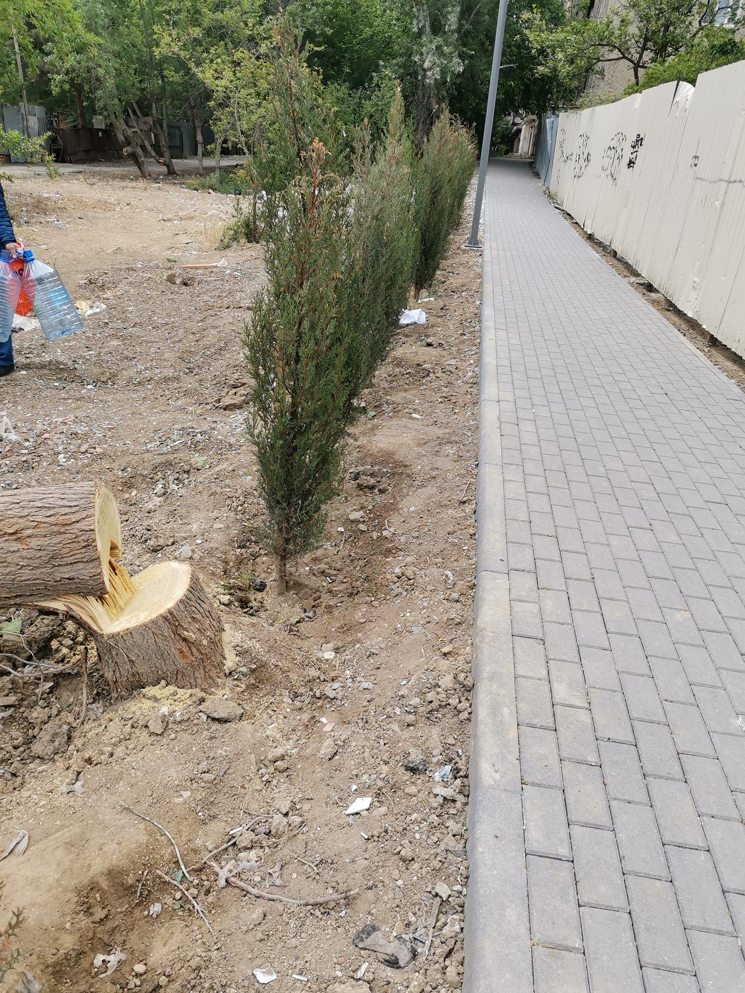 20 illik ağacların kəsilməsi ilə bağlı araşdırmalara başlanıldı -  FOTO