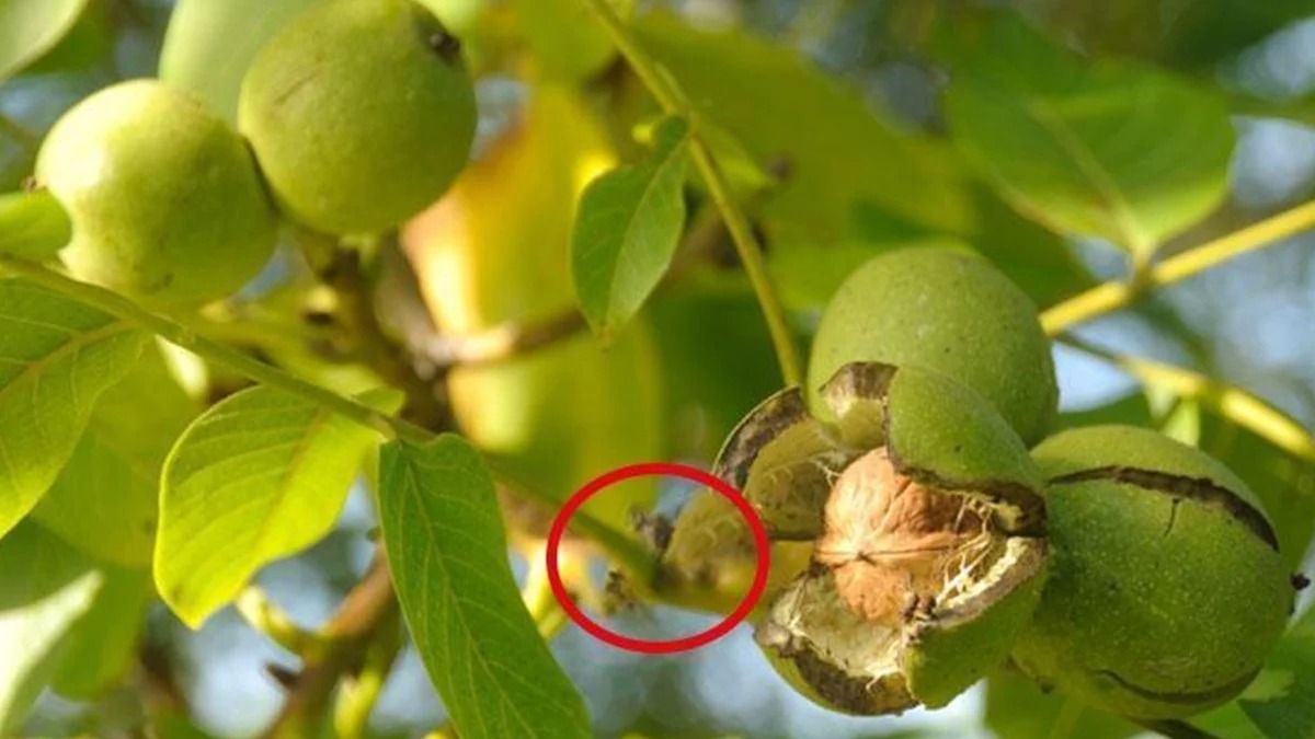 Qoz ağacının altında oturmaq adamı tez öldürür?