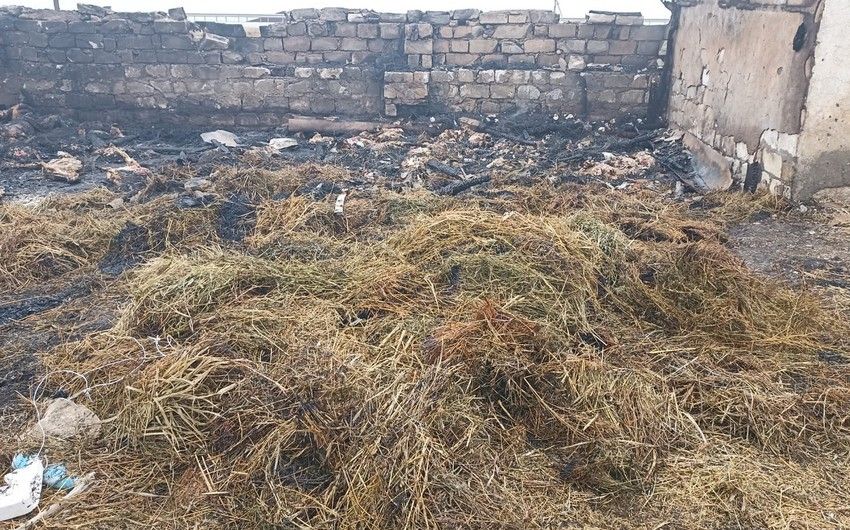 Goranboyda ferma yandırıldı - 230 baş heyvan tələf oldu - FOTO 