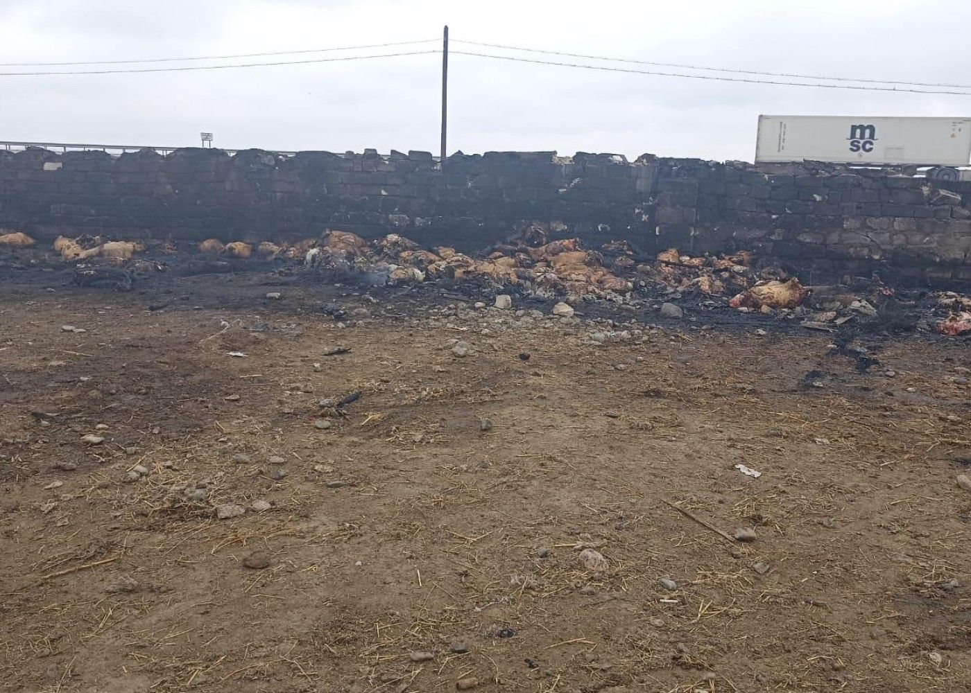 Goranboyda ferma yandırıldı - 230 baş heyvan tələf oldu - FOTO 