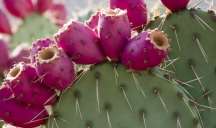 Evə şanssızlıq və bədbəxtlik gətirən O BİTKİ 