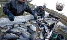 Xəzərdə balıq böhranı – Vacib addımlar atılacaq 