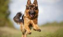 Çoban iti 83 yaşlı kişini parçalayaraq öldürdü 