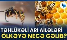 Arıçılar həyəcan içində: Arı ailələri sürətlə qırıla bilər - VİDEO 
