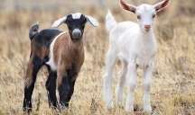 Çəpiş ətinə tələbat niyə artıb? -  VİDEO