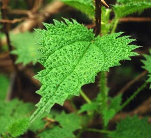 Bitkilər belə nəfəs alır – VİDEO 