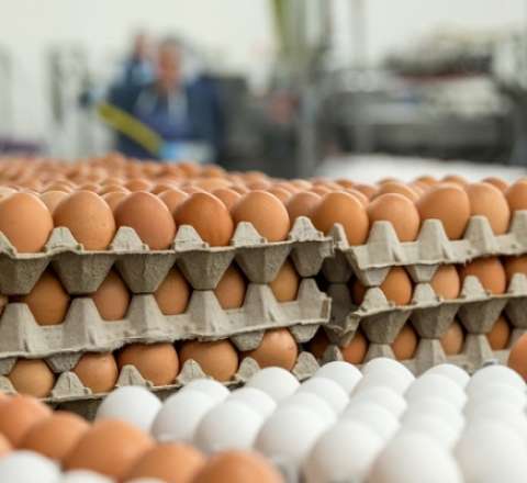 Qiymətlər rekord həddə enə bilər:  Yumurta bazarında nə baş verir?