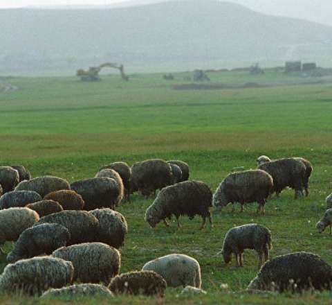 Xırdabuynuzlu heyvan sahiblərinə pul veriləcək:  Kimlər nə qədər alacaq?