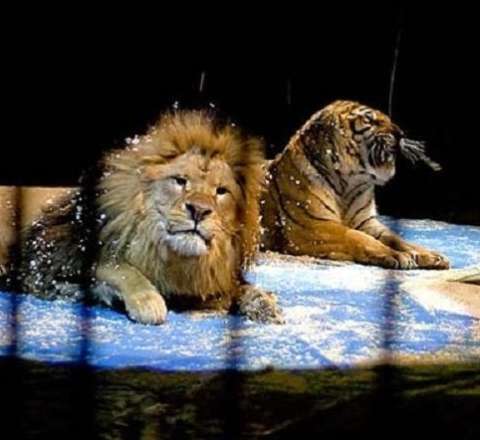 Sirkdə qorxulu anlar: Pələng tamaşaçıların oturduğu zonaya girdi - VİDEO