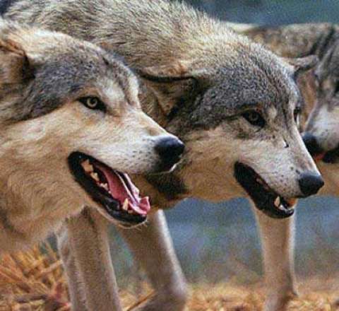 Şəkidə canavar dəhşəti - Yaralıların son durumu açıqlandı 