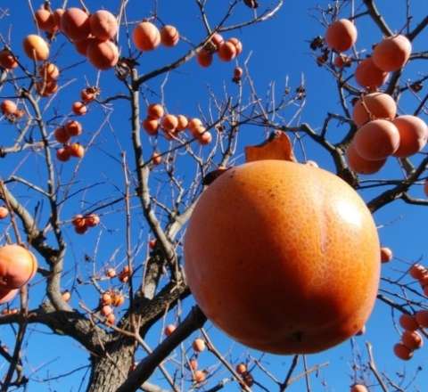 Bu meyvə xərçəng riskini azaldır 