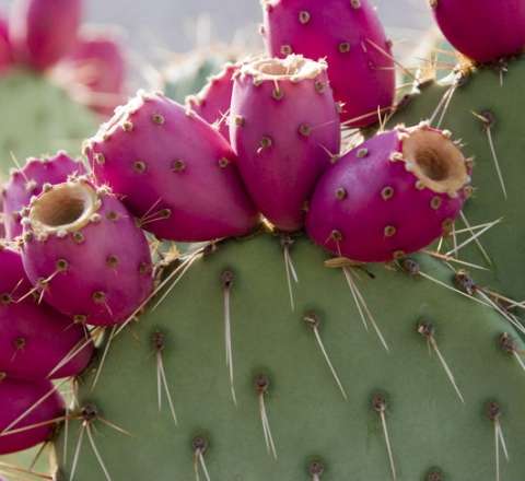 Evə şanssızlıq və bədbəxtlik gətirən O BİTKİ 