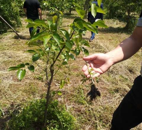 Şuşada narkotik əkən şirkət əməkdaşı ifşa olundu 