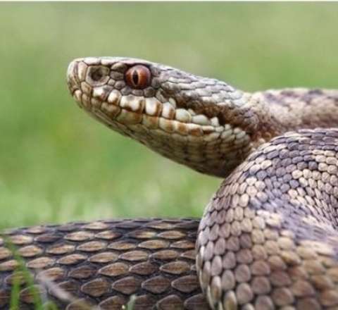 Nəhəng ilan rus turistə hücum etdi – Villada ölüm-qalım mübarizəsi – VİDEO 