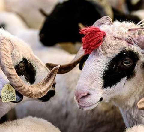 Qurban bayramı ilə bağlı qaydalar açıqlandı 