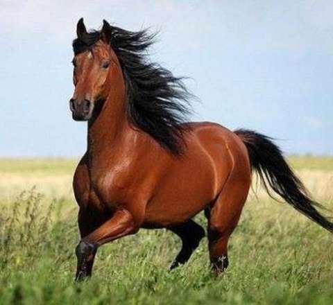 Əfsanəvi aktyora məxsus dünyanın ən yaşlı atı öldü - FOTO