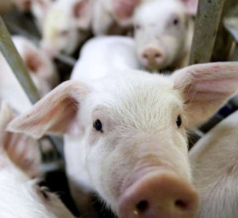 Atasına donuz ətindən ehsan verdi 