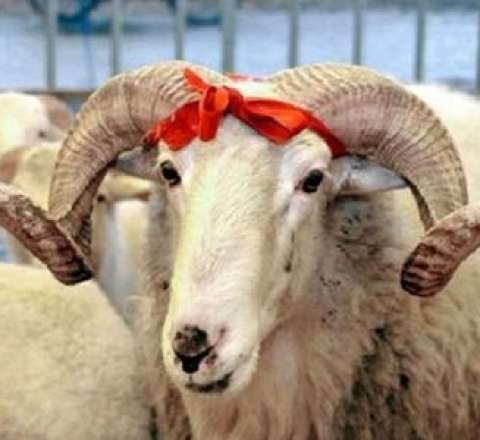 Bayram günü Azərbaycanda nə qədər qurban kəsilib? 