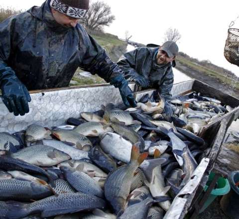Xəzərdə balıq böhranı – Vacib addımlar atılacaq 