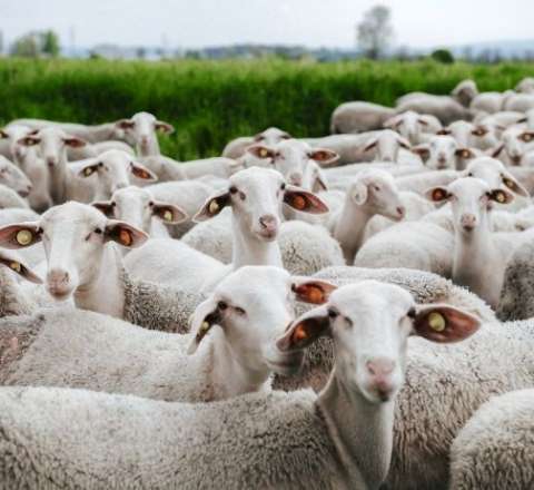 "KamAZ" xırdabuynuzluları vurdu: 20 başdan çox heyvan tələf oldu 