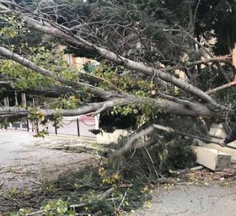 Bakı güclü külək: 41 ağac sındı 