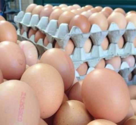 Azərbaycan yumurta ixracını dayandırıb 