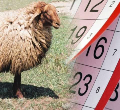 Qurban bayramına görə 4 gün iş olmayacaq 
