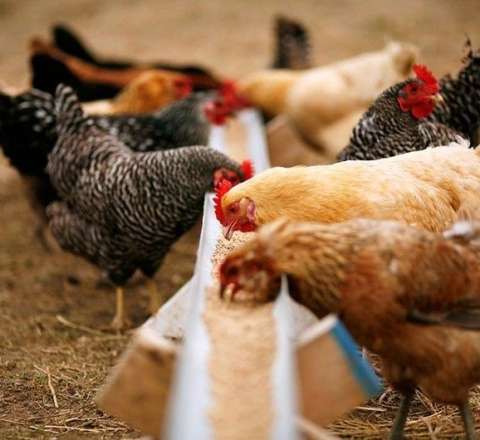 Toy karvanı fermanın yanından keçdi, 140 toyuq öldü 