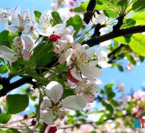 Gəl, gəl, a yaz günləri 