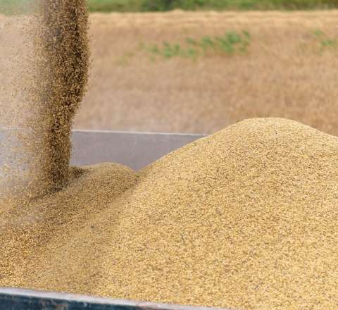 Rusiya Azərbaycanın sayəsində Ermənistana buğda ixracını iki dəfə artırdı 