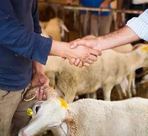 Bakıda qurbanlıq heyvanları bu qiymətə SATIRLAR 