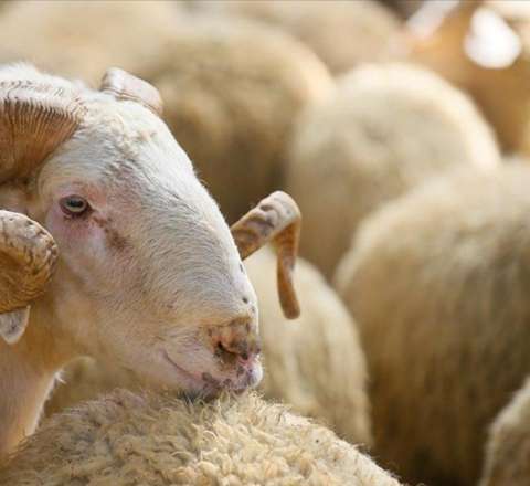 Qurban kəsmək üçün yerlərin  SİYAHISI