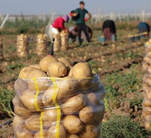 Rayonda 1, Bakıda 5 manata: Qiymət fərqinin sirri açıldı 