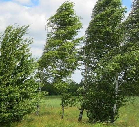 Külək zəifləyib - FAKTİKİ HAVA 