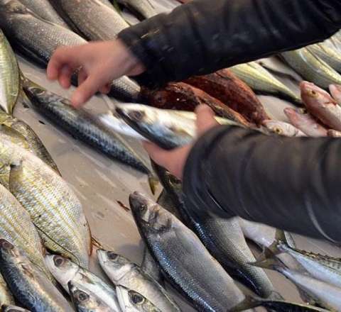 Xaricdən kiloqramı 2 manata alınan balıq niyə 35 manata satılır? - VİDEO