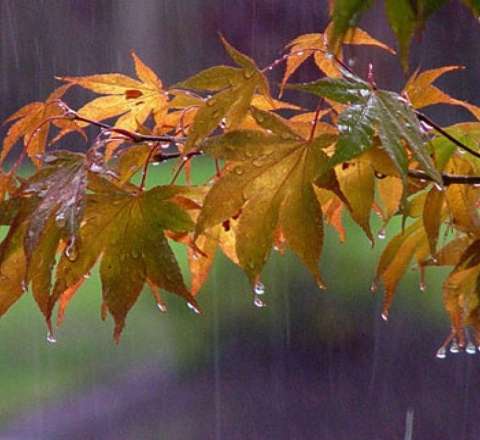Sabahın hava proqnozu 