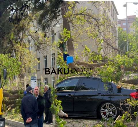 Liseyin həyətində nəhəng ağac aşdı - Təşviş yarandı  - FOTO