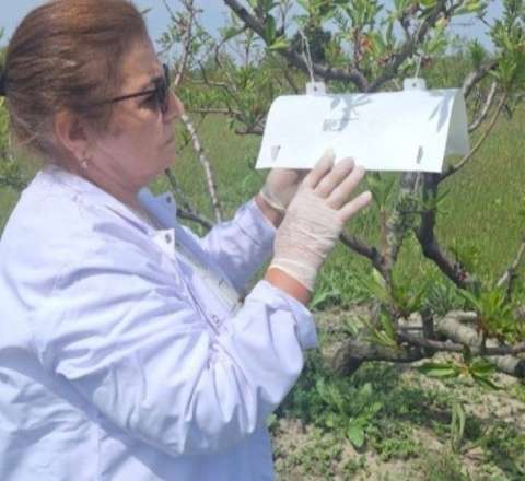 Meyvə bağlarında çürümə xəstəliyi aşkarlandı 