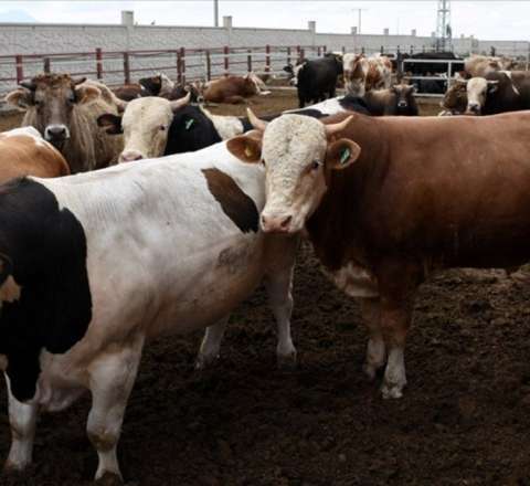 Kreditlə qurban almaq olarmı? -  Cavab