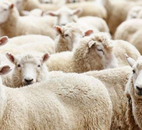 Qurbanlıq qoyunlar neçəyə satılır? 