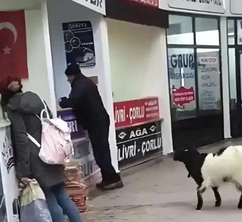 Avtovağzala girən keçi kassadan pulları götürüb getdi - VİDEO  