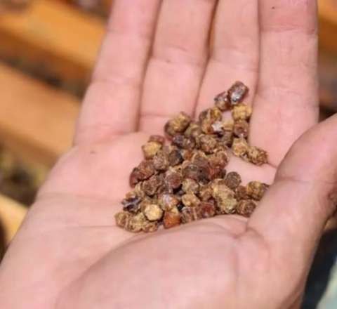 Bir vaxtlar zibil idi, indi qızıldan baha: Kilosu 300 manat... 