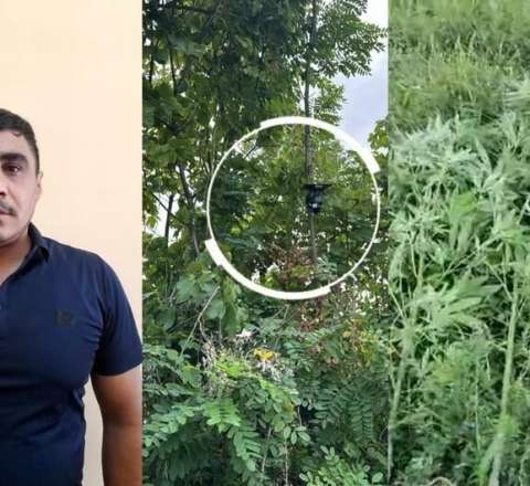 Göyçayda bağını narkotik plantasiyasına çevirən şəxs tutuldu 