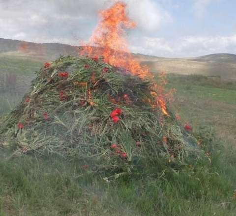 Yardımlıda xaş-xaş kolu məhv edildi 