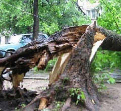 Bakıda güclü külək iki ağacı aşırdı 