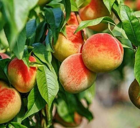 Rusiyadan Azərbaycana daha bir qadağa 