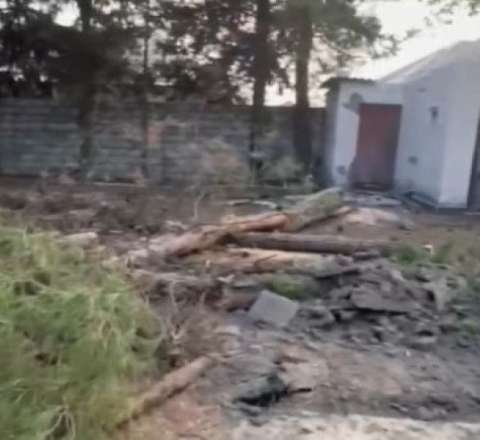 Zaqatalada AĞAC TERRORU:  Polis araşdırmalara başladı - VİDEO